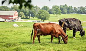 Cows on farm, Photo credit: Lone Spruce Creative, courtesy of Maine Office of Tourism