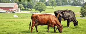 Cows on farm, Photo credit: Lone Spruce Creative, courtesy of Maine Office of Tourism
