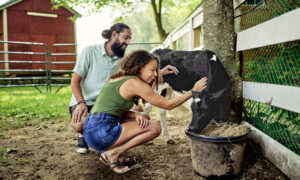 Petting cows, Photo credit: Lone Spruce Creative, courtesy of Maine Office of Tourism