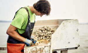 Man shucking oysters, Photo credit: Lone Spruce Creative, courtesy of Maine Office of Tourism