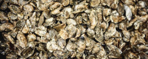 Oysters, Photo credit: Lone Spruce Creative, courtesy of Maine Office of Tourism