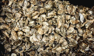 Oysters, Photo credit: Lone Spruce Creative, courtesy of Maine Office of Tourism