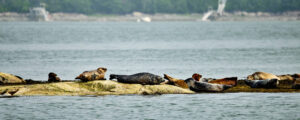 Seals sunbathing, Photo credit: Lone Spruce Creative, courtesy of Maine Office of Tourism