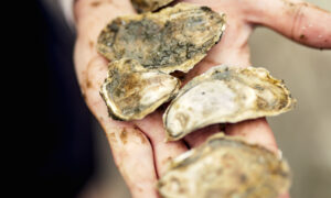 Oyster shells, Photo credit: Lone Spruce Creative, courtesy of Maine Office of Tourism