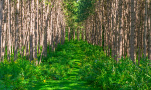 Cunningham farms wooded area, Photo Credit: PGM Photography