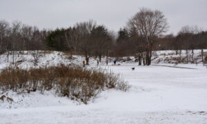 Dogs playing in a park; Photo Credit: Lauren Peters at Visit Portland