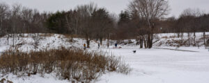 Dogs playing in a park; Photo Credit: Lauren Peters at Visit Portland