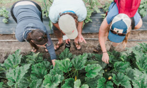 Gardening at The Ecology School at River Bend Farm. Photo Credit: Christina Wnek