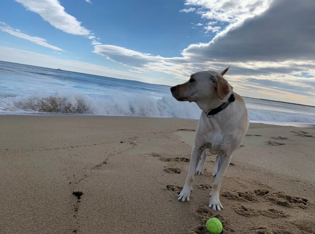 Pawcation Package; Photo courtesy of Hilton Garden Inn