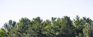 Tops of pine trees against cloudy sky; Photo credit: Capshore Photography