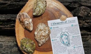 Oysters. Photo Credit: The Briny Babe, LLC