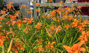 Bush of orange lilies against wooden fence; Photo Credit: Lauren Peters at Visit Portland