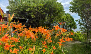 Bush of orange lilies leading to ocean path; Photo Credit: Lauren Peters at Visit Portland