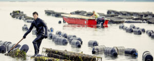 Man pulling oyster farms in the ocean; Photo courtesy of Maine Office of Tourism