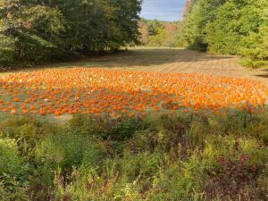 Pumpkin Patch; Photo Credit: Seashore Trolley Museum