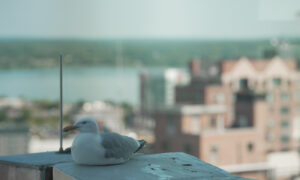Closeup of a bird sitting on a ledge; Photo Credit: Digital Edge