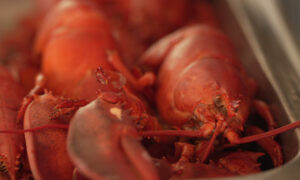 Close up of steamed lobsters; Photo Credit: Digital Edge