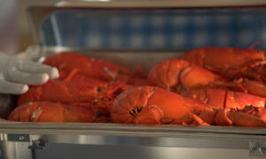 Tray of steamed lobsters; Photo Credit: Digital Edge