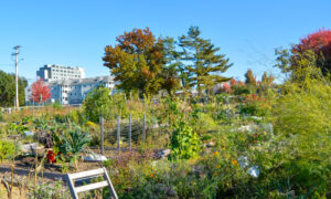Community garden in Portland in the fall; Photo Credit: Lauren Witt at Visit Portland
