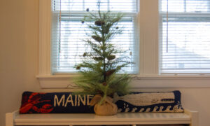 Cute Maine bench with pine tree; Photo Credit: Lauren Witt at Visit Portland