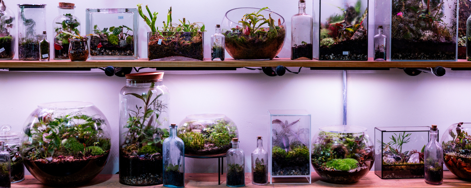 Terrarium, Photo Credit: Capshore Photography Terrarium, Photo Credit: Capshore Photography