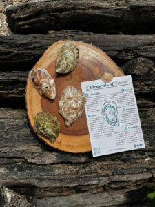 Oysters. Photo Credit: The Briny Babe LLC