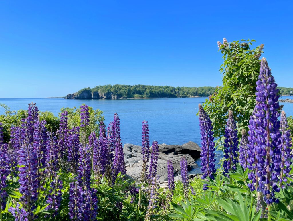 Lupine. Photo Credit: Fifth Maine Museum Lupine. Photo Credit: Fifth Maine Museum
