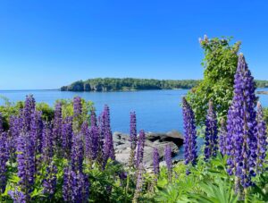 Lupine. Photo Credit: Fifth Maine Museum