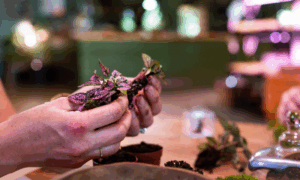 Terrarium, Photo Credit: Capshore Photography