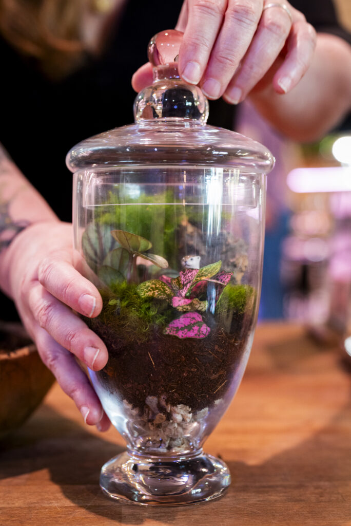 Terrarium, Photo Credit: Capshore Photography Terrarium, Photo Credit: Capshore Photography