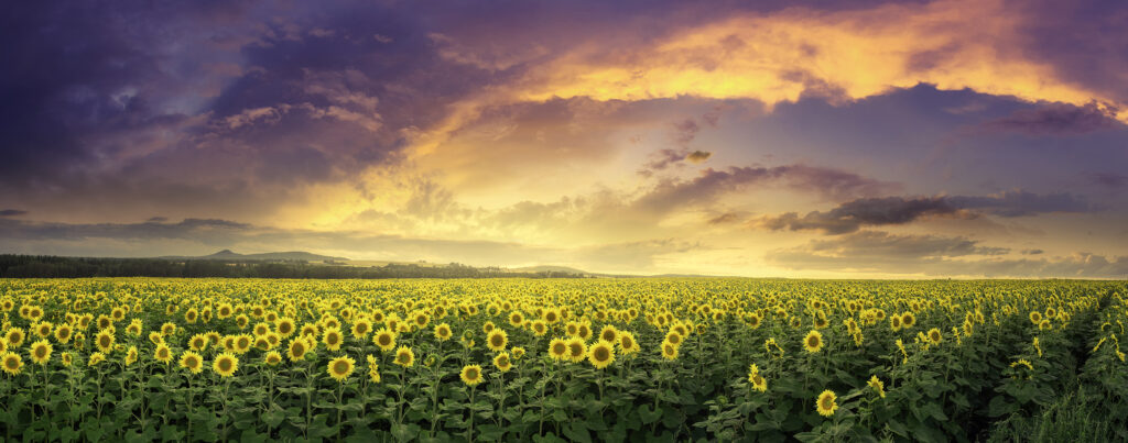 Field of Flowers. Photo Credit: Christopher A Mills Field of Flowers. Photo Credit: Christopher A Mills