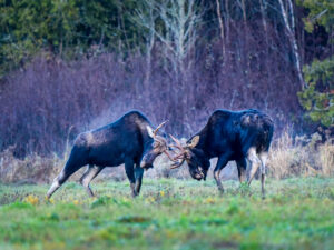 Moose. Photo Credit: Paul Cyr