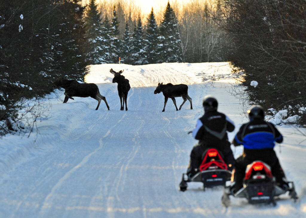 Moose sighting while snowmobiling in Aroostook County. Photo Credit: Paul Cyr Moose sighting while snowmobiling in Aroostook County. Photo Credit: Paul Cyr