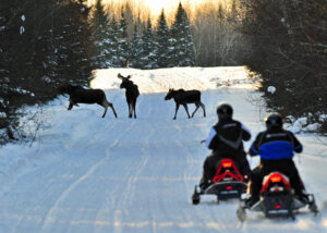 Moose sighting while snowmobiling in Aroostook County. Photo Credit: Paul Cyr