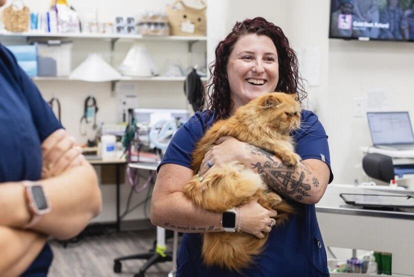 Cat receiving care. Photo Credit: PetMedic Urgent Care-Portland