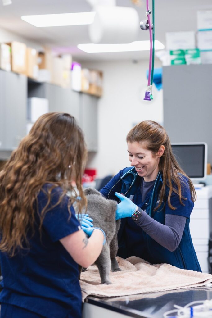 Cat receiving care. Photo Credit: PetMedic Urgent Care-Portland