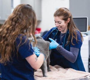Cat receiving care. Photo Credit: PetMedic Urgent Care-Portland