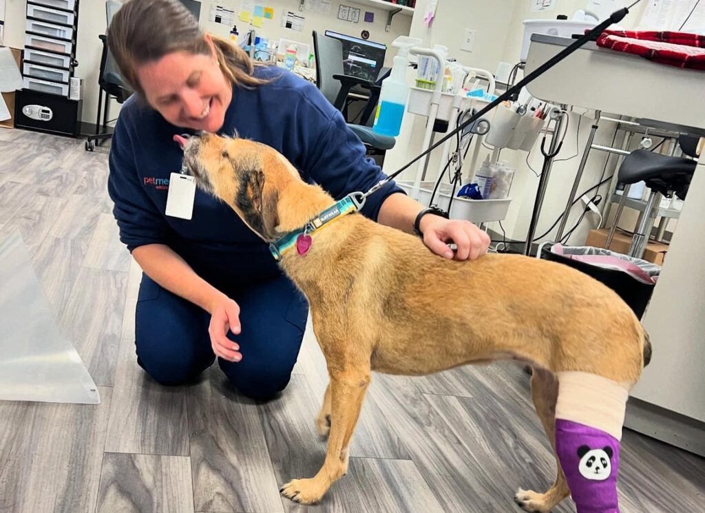 Dog at urgent care. Photo Credit: PetMedic Urgent Care-Portland