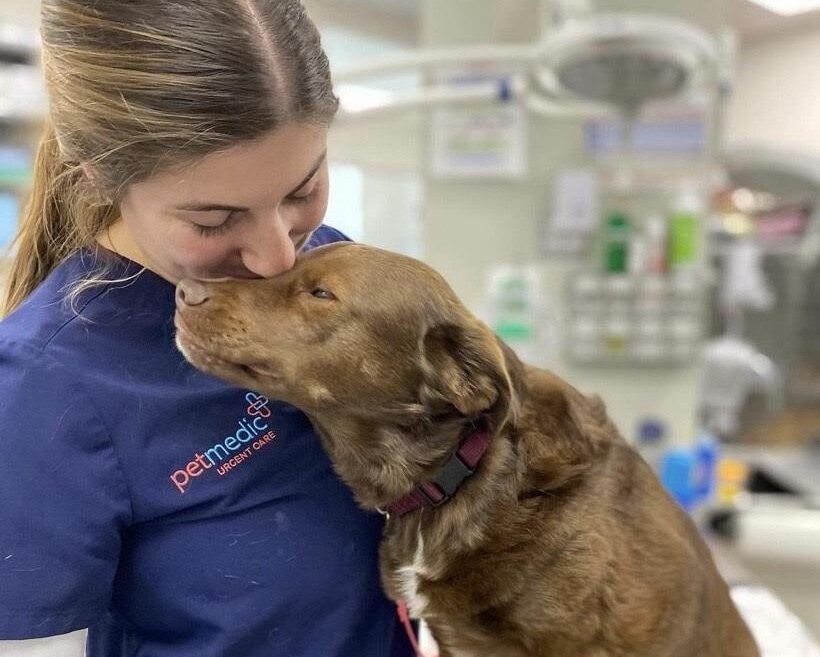 Dog receiving care. Photo Credit: PetMedic Urgent Care-Portland