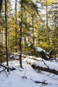 Wolfe's Neck Woods State Park. Credit: Capshore Photography