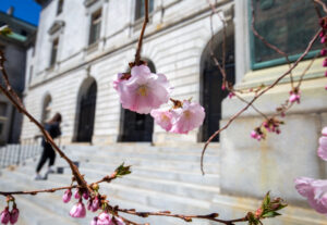Spring Flowers In Front of City Hall. Photo by: Serena Folding