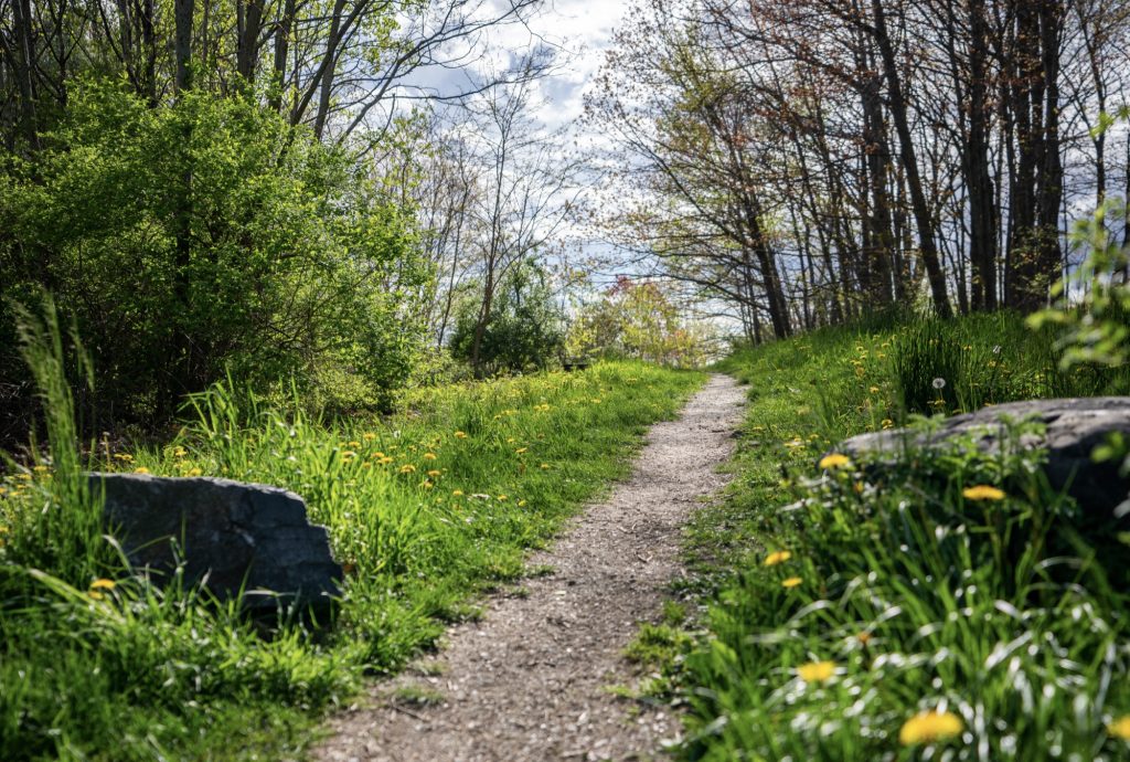 A narrow dirt path winds through a grassy field with dandelions and trees in Portland Maine.