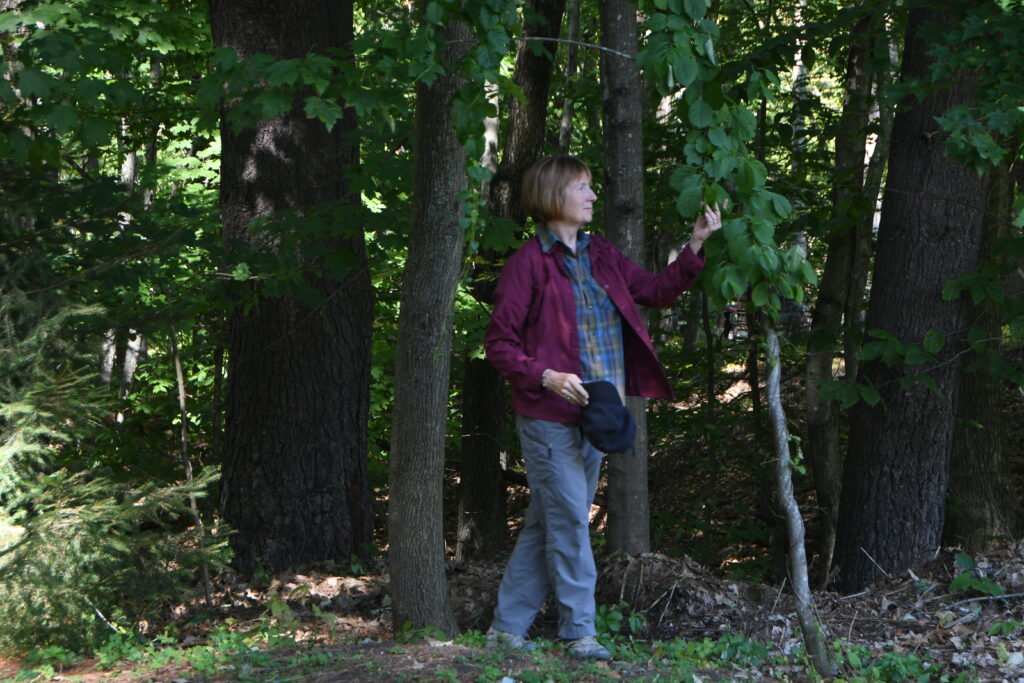Forest Therapy Guided Walk. Photo Provided by Jeanne Christie