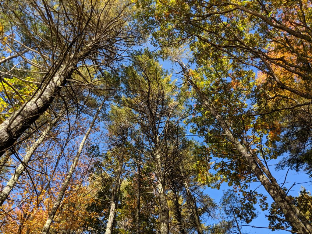 Trees. Photo Credit: Jeannie Christie
