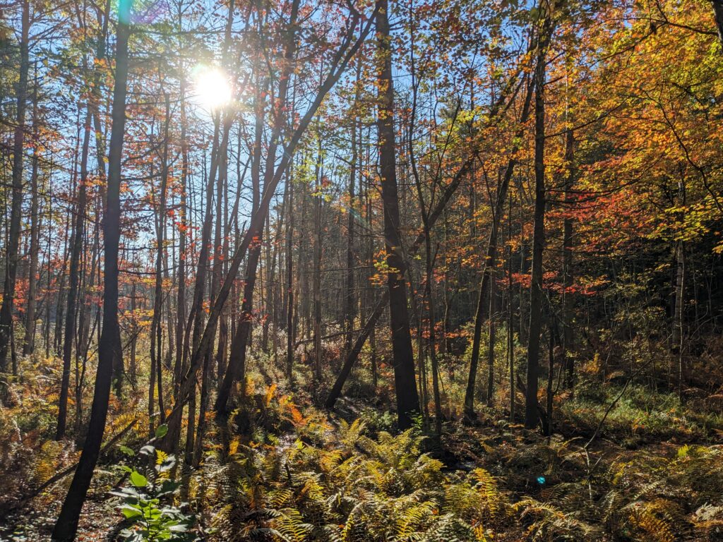 Forest. Photo Credit: Jeannie Christie