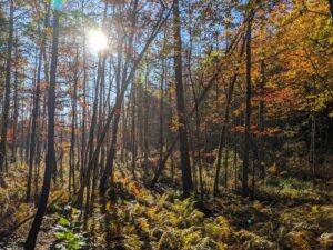 Forest. Photo Credit: Jeannie Christie