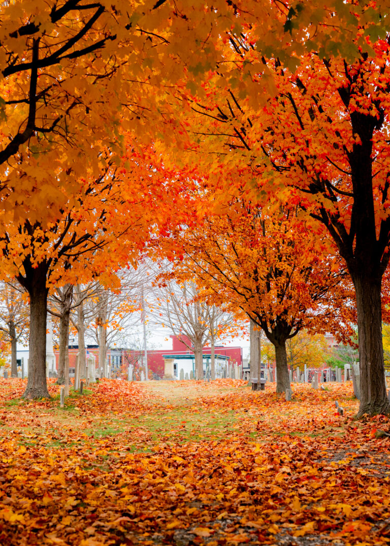 Fall Trees. Photo credit: Avery Lehman
