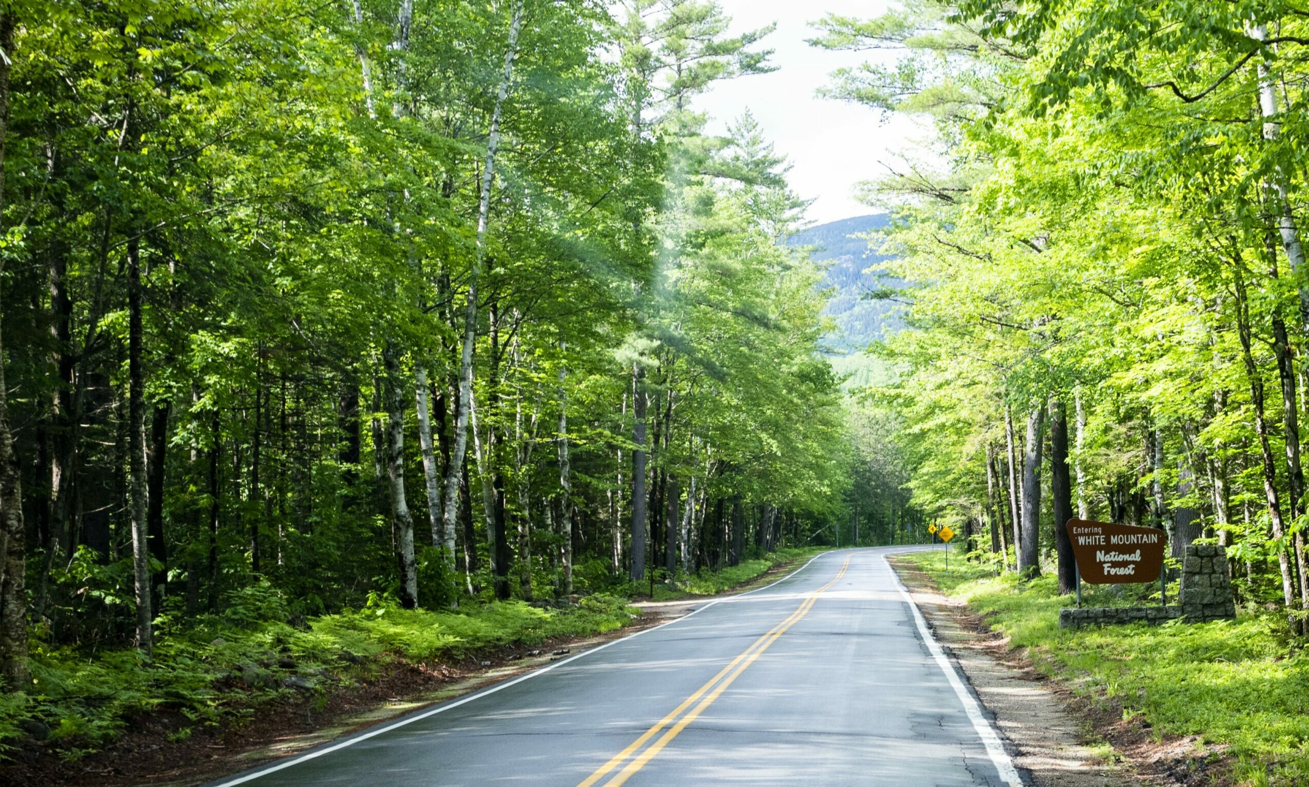 A paved road leads through a lush green forest toward distant mountains in Portland Maine.
