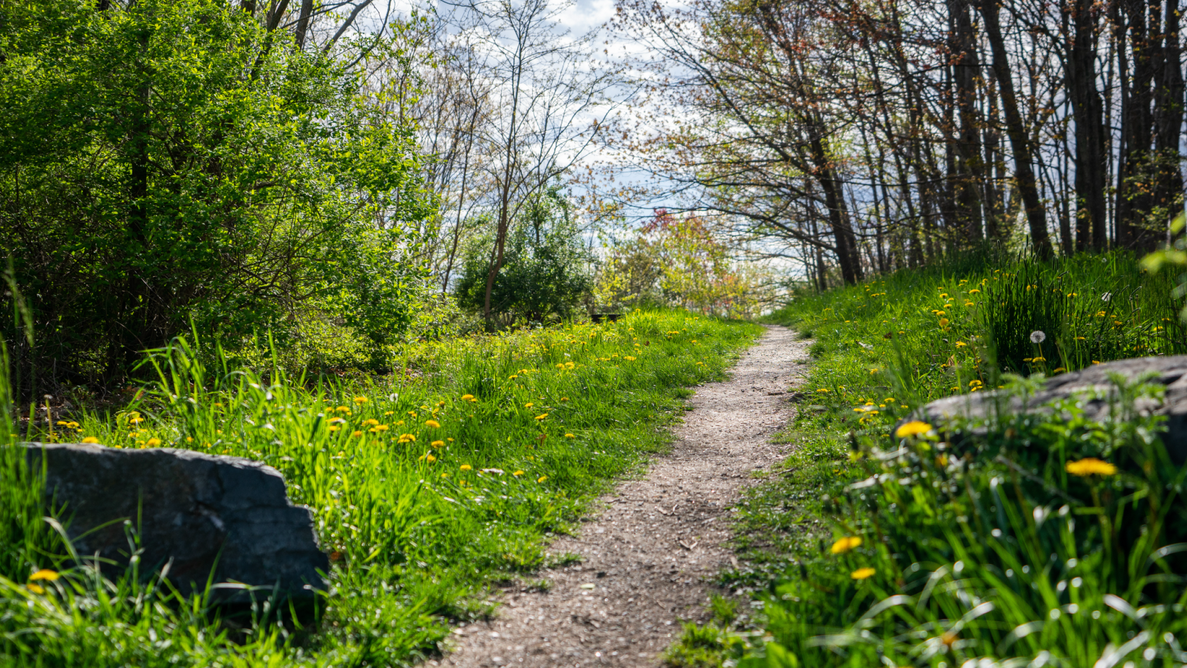A dirt path winds through a grassy field filled with yellow dandelions and trees in Portland Maine.