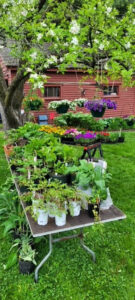 Spring Plant Sale Tate House - Photo Credit: Tate House Museum